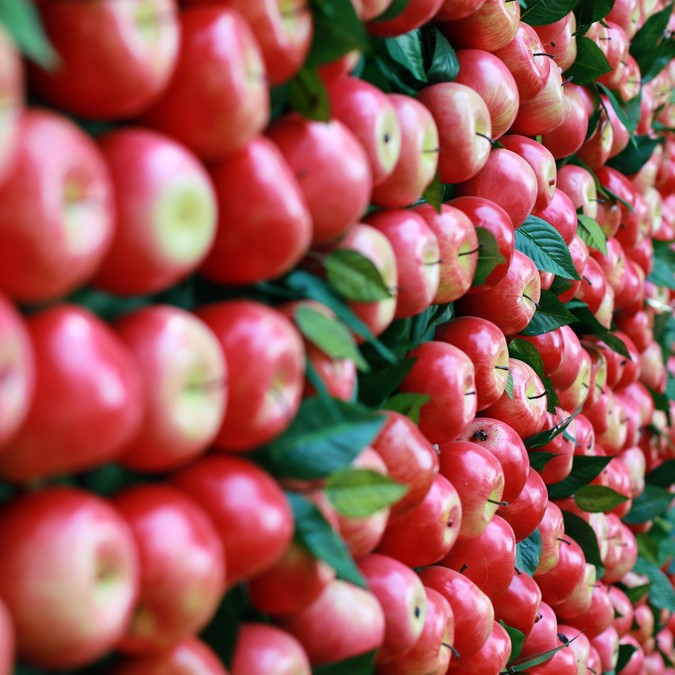 Фотозона Apple Orchard фото