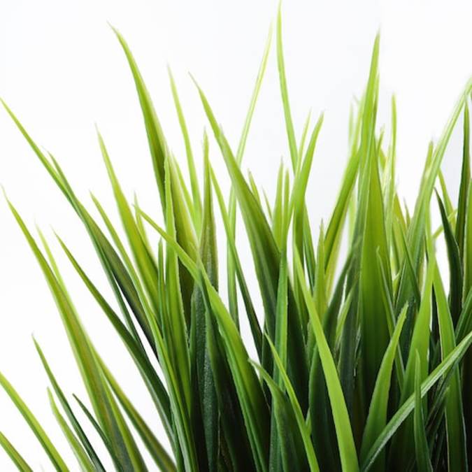 Искусственное растение Grass фото