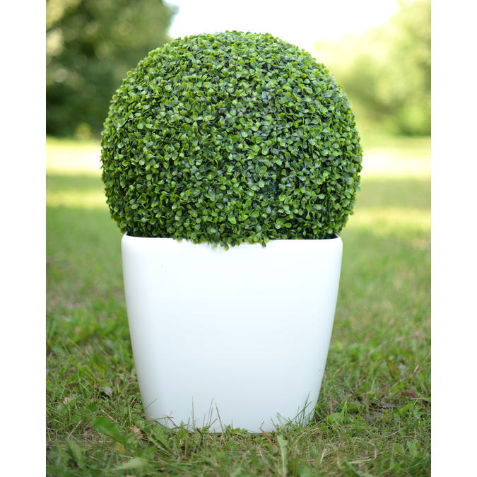 Самшит вечнозеленый Buxus Medium фотография